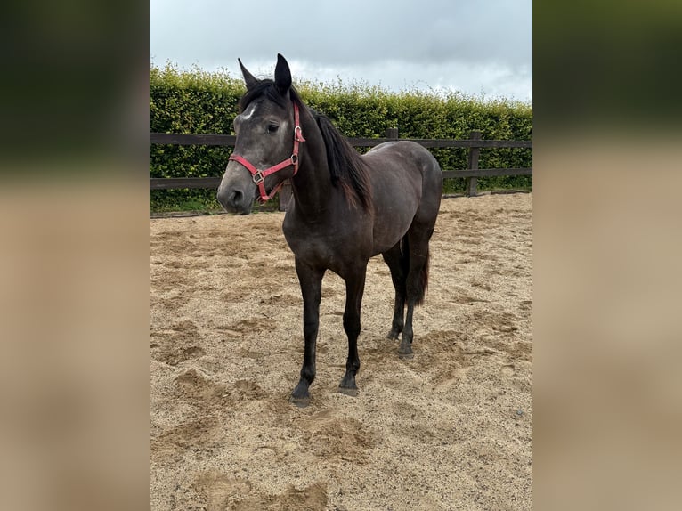 Weitere Warmblüter Stute 2 Jahre 155 cm Schimmel in Daleiden