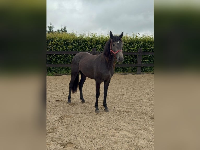 Weitere Warmblüter Stute 2 Jahre 155 cm Schimmel in Daleiden