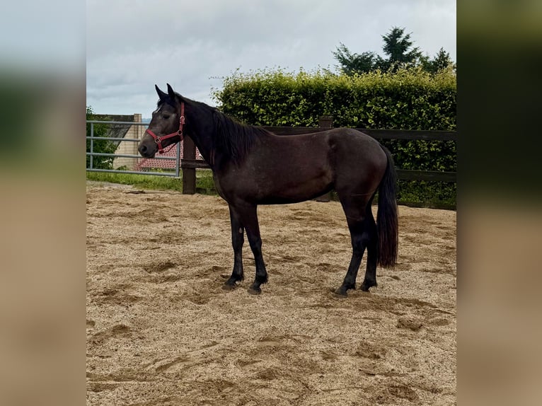 Weitere Warmblüter Stute 2 Jahre 155 cm Schimmel in Daleiden