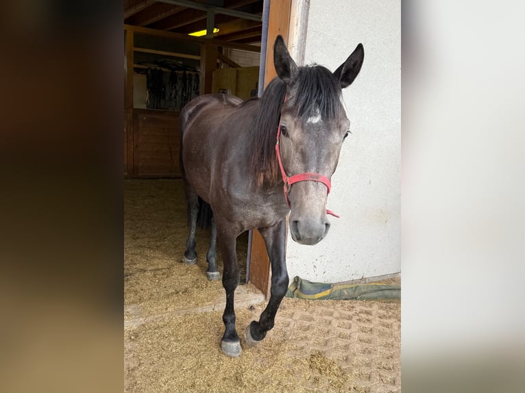 Weitere Warmblüter Stute 2 Jahre 155 cm Schimmel in Daleiden