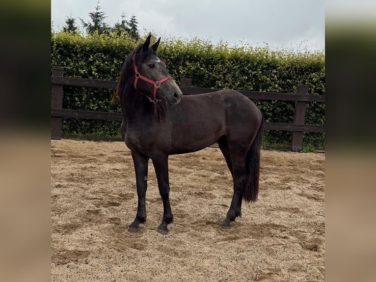 Weitere Warmblüter Stute 2 Jahre 155 cm Schimmel in Daleiden