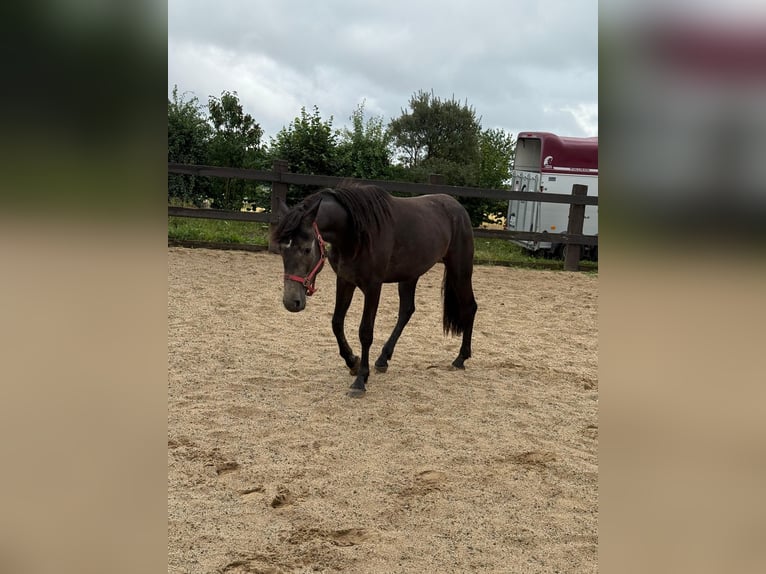 Weitere Warmblüter Stute 2 Jahre 155 cm Schimmel in Daleiden