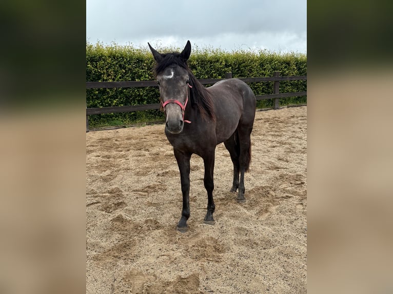 Weitere Warmblüter Stute 2 Jahre 155 cm Schimmel in Daleiden