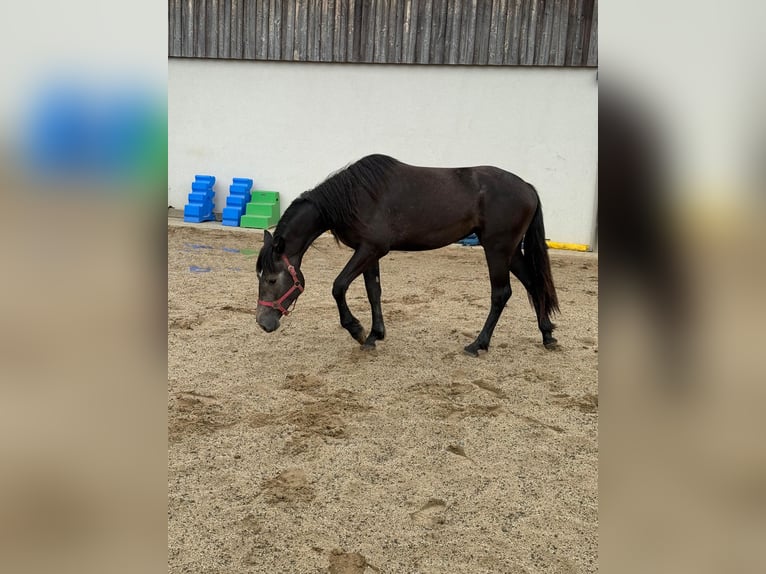 Weitere Warmblüter Stute 2 Jahre 155 cm Schimmel in Daleiden