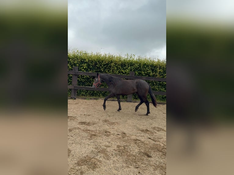 Weitere Warmblüter Stute 2 Jahre 155 cm Schimmel in Daleiden