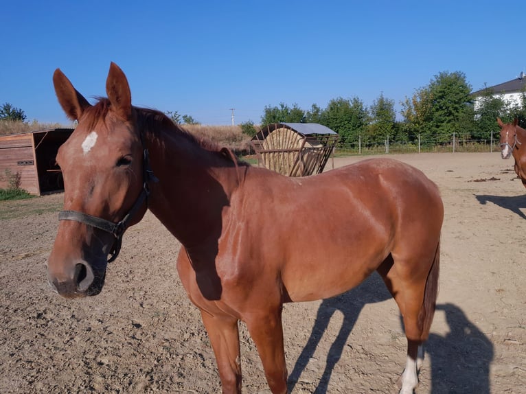 Weitere Warmblüter Stute 2 Jahre 158 cm Fuchs in Guntersdorf