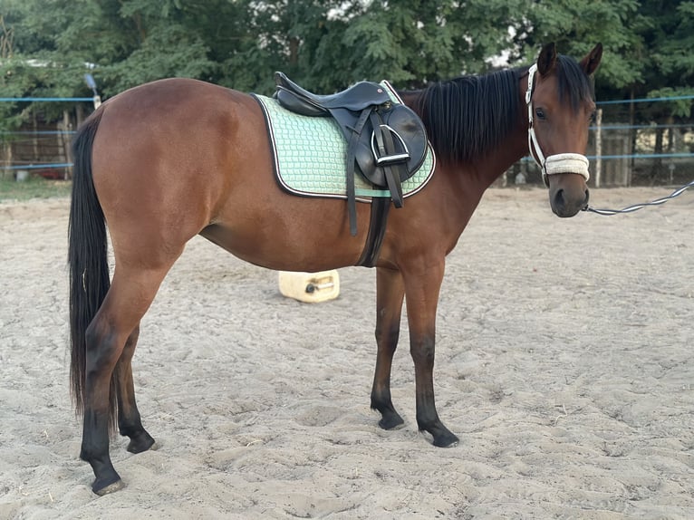 Weitere Warmblüter Mix Stute 2 Jahre 160 cm Rotbrauner in Kiskunhalas