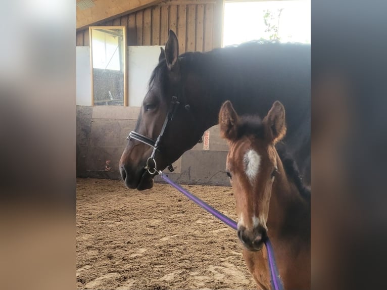 Weitere Warmblüter Stute 2 Jahre 165 cm Brauner in Haigerloch