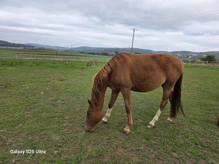 Weitere Warmblüter Stute 2 Jahre 167 cm Fuchs in Dornburg