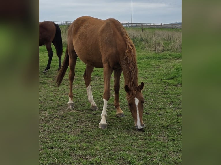 Weitere Warmblüter Stute 2 Jahre 167 cm Fuchs in Dornburg