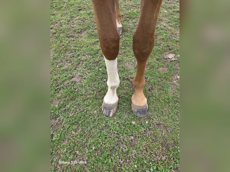 Weitere Warmblüter Stute 2 Jahre 167 cm Fuchs in Dornburg