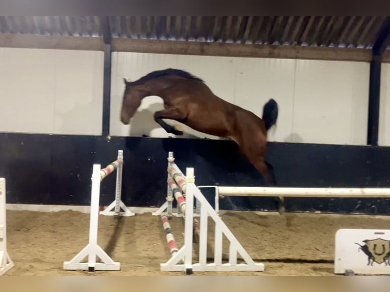 Weitere Warmblüter Stute 2 Jahre 170 cm Brauner in Bladel