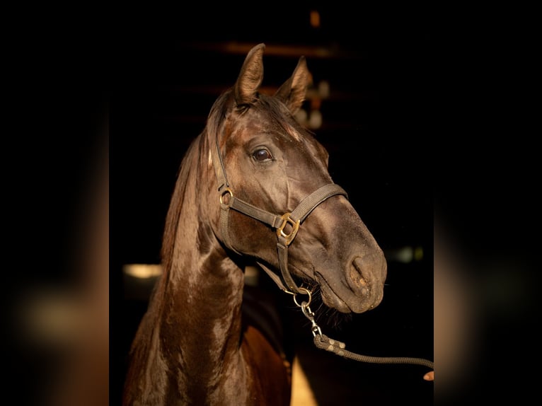 Weitere Warmblüter Stute 2 Jahre 170 cm Rappe in Pfullendorf