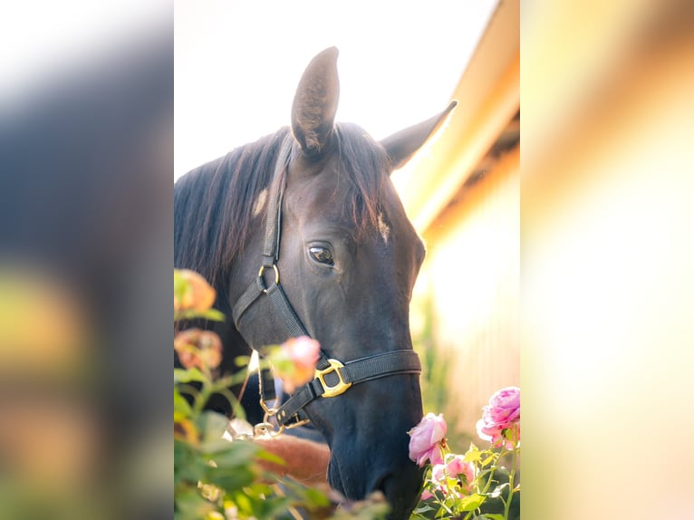 Weitere Warmblüter Stute 2 Jahre 170 cm Rappe in Pfullendorf