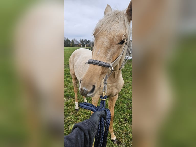 Weitere Warmblüter Stute 2 Jahre Palomino in Witnica