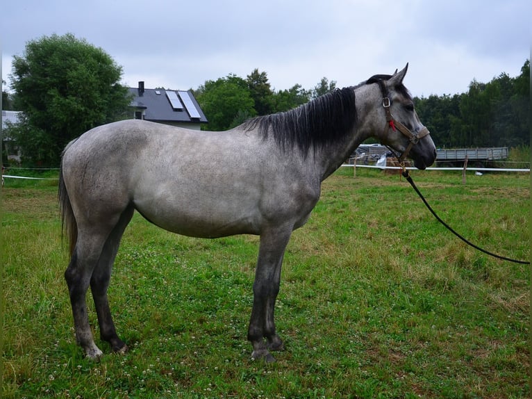Weitere Warmblüter Mix Stute 2 Jahre Schimmel in Giera&#x142;towiczki