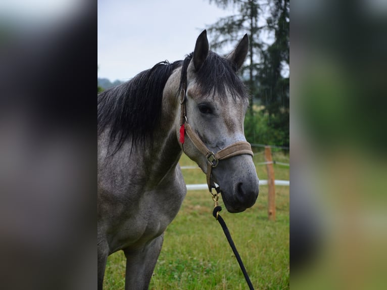 Weitere Warmblüter Mix Stute 2 Jahre Schimmel in Giera&#x142;towiczki