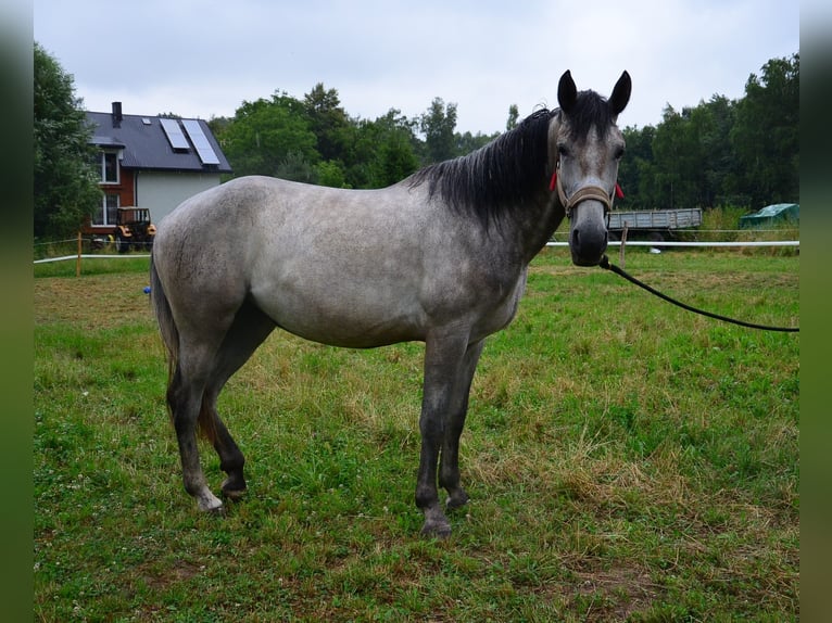 Weitere Warmblüter Mix Stute 2 Jahre Schimmel in Giera&#x142;towiczki