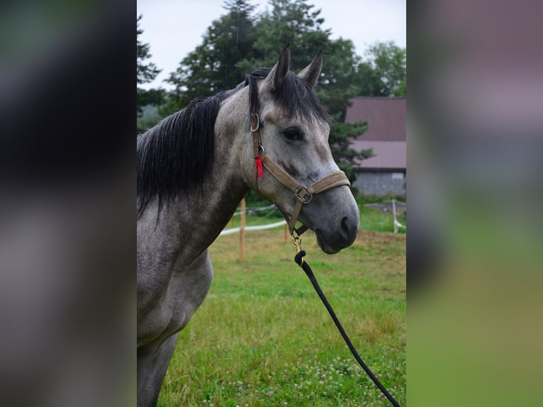 Weitere Warmblüter Mix Stute 2 Jahre Schimmel in Giera&#x142;towiczki