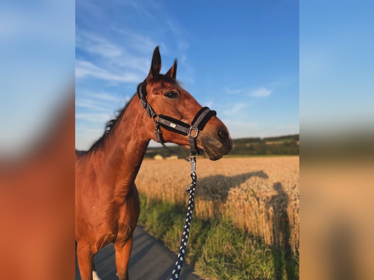 Weitere Warmblüter Stute 30 Jahre 158 cm Brauner in Brechen