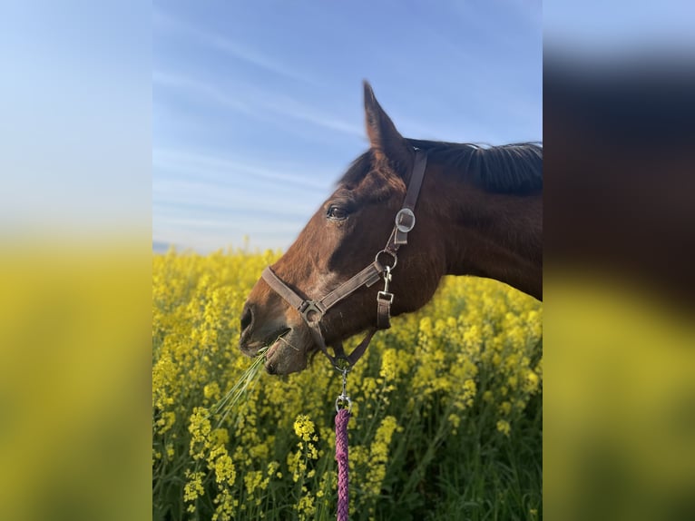 Weitere Warmblüter Stute 30 Jahre 158 cm Brauner in Brechen