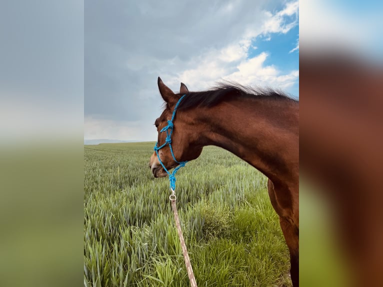 Weitere Warmblüter Stute 30 Jahre 158 cm Brauner in Brechen