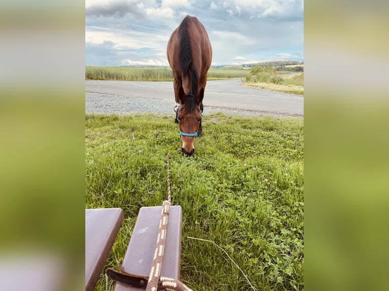 Weitere Warmblüter Stute 30 Jahre 158 cm Brauner in Brechen