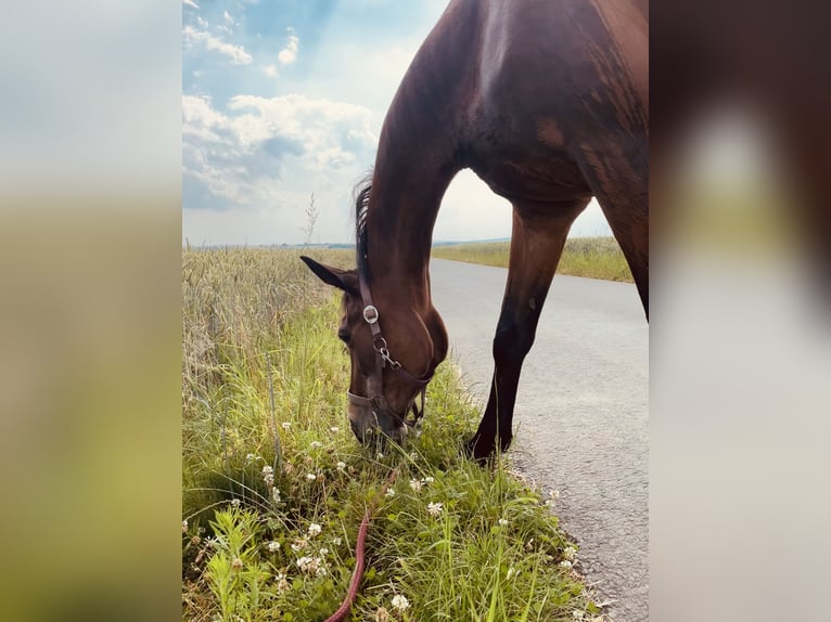 Weitere Warmblüter Stute 30 Jahre 158 cm Brauner in Brechen