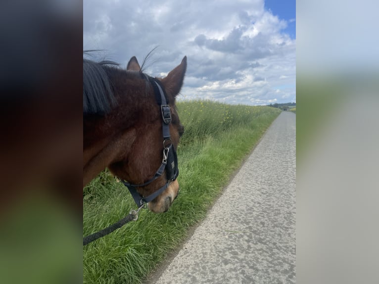 Weitere Warmblüter Stute 30 Jahre 158 cm Brauner in Brechen