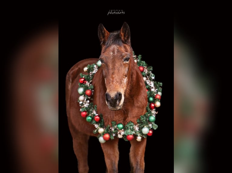 Weitere Warmblüter Stute 30 Jahre 158 cm Brauner in Brechen