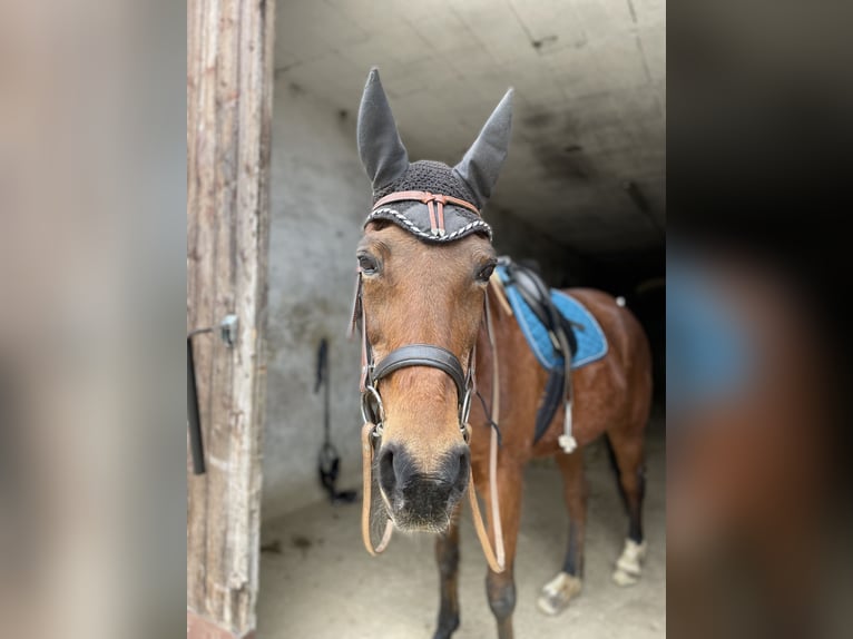 Weitere Warmblüter Stute 30 Jahre 158 cm Brauner in Brechen