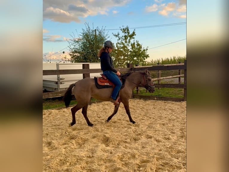 Weitere Warmblüter Stute 3 Jahre 138 cm  in Daleiden