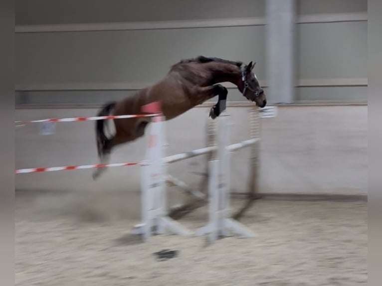 Weitere Warmblüter Stute 3 Jahre 148 cm Brauner in Schladming