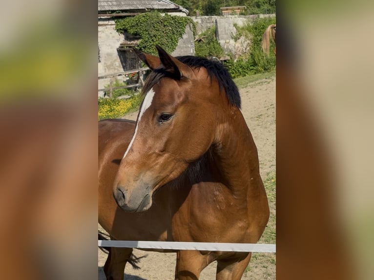 Weitere Warmblüter Stute 3 Jahre 148 cm Brauner in Schladming