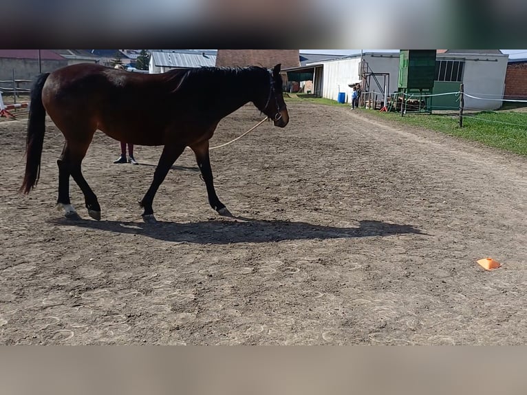 Weitere Warmblüter Mix Stute 3 Jahre 152 cm Brauner in Schrattenberg