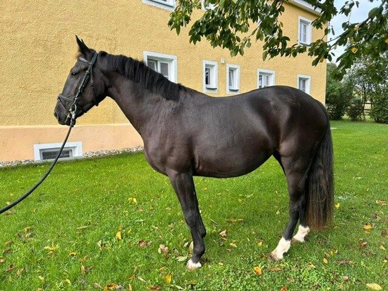 Weitere Warmblüter Stute 3 Jahre 152 cm Rappe in Wellheim