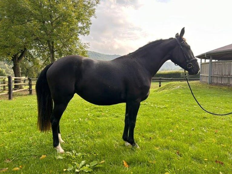 Weitere Warmblüter Stute 3 Jahre 152 cm Rappe in Wellheim