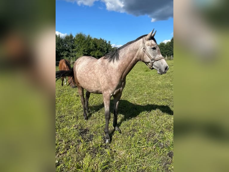 Weitere Warmblüter Mix Stute 3 Jahre 153 cm Schimmel in Witnica