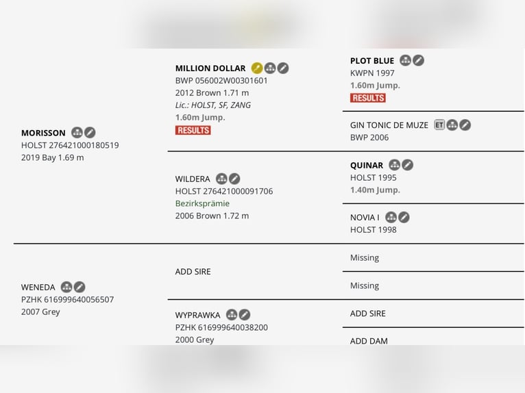 Weitere Warmblüter Mix Stute 3 Jahre 153 cm Schimmel in Witnica