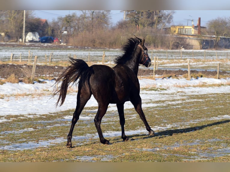 Weitere Warmblüter Stute 3 Jahre 155 cm Blauschimmel in SkibinRa