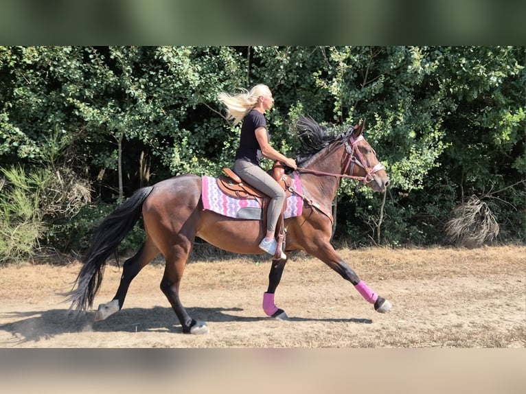 Weitere Warmblüter Stute 3 Jahre 156 cm Brauner in Linkenbach