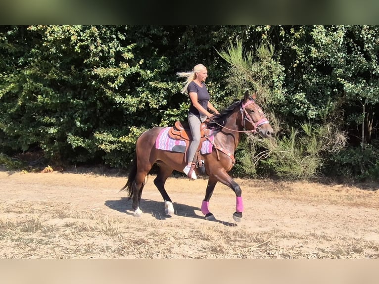 Weitere Warmblüter Stute 3 Jahre 156 cm Brauner in Linkenbach