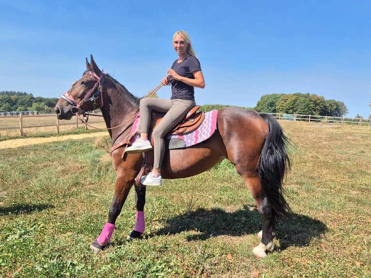 Weitere Warmblüter Stute 3 Jahre 156 cm Brauner in Linkenbach