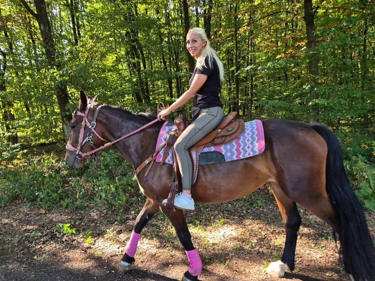 Weitere Warmblüter Stute 3 Jahre 156 cm Brauner in Linkenbach