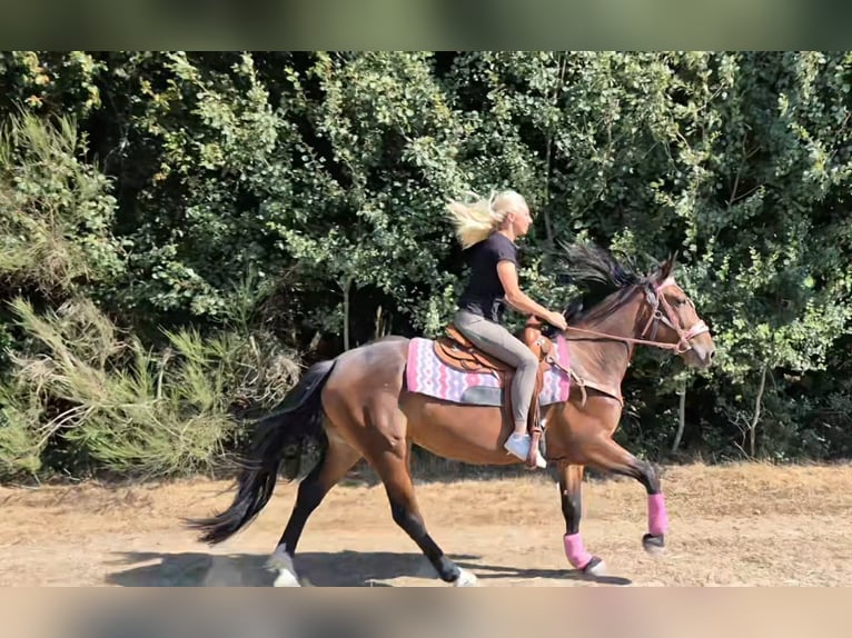 Weitere Warmblüter Stute 3 Jahre 156 cm Brauner in Linkenbach