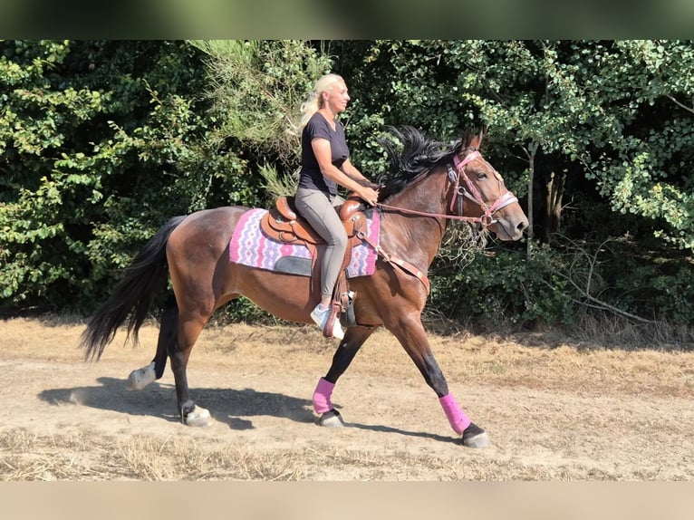 Weitere Warmblüter Stute 3 Jahre 156 cm Brauner in Linkenbach
