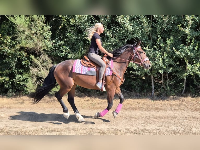Weitere Warmblüter Stute 3 Jahre 156 cm Brauner in Linkenbach