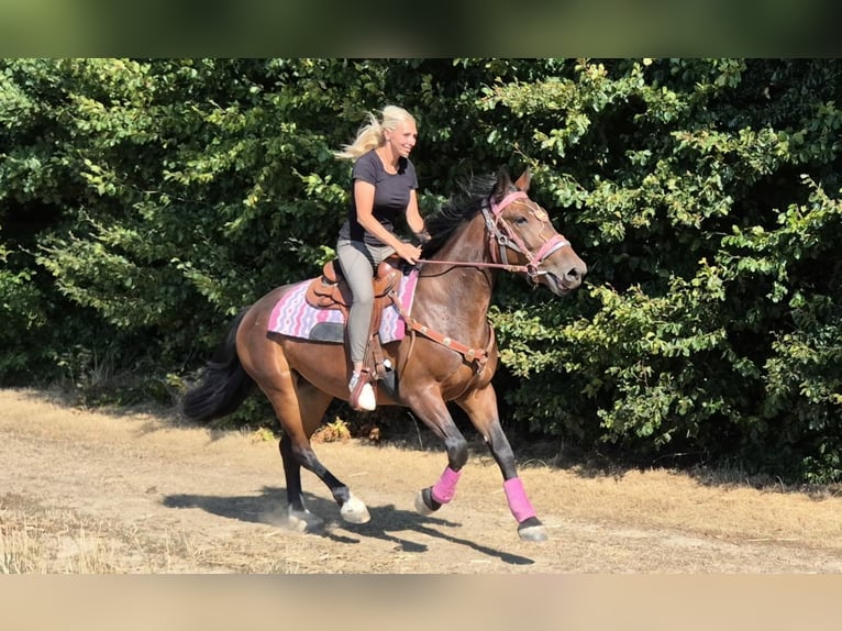 Weitere Warmblüter Stute 3 Jahre 156 cm Brauner in Linkenbach