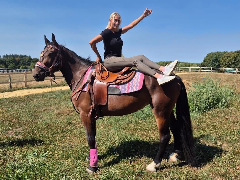 Weitere Warmblüter Stute 3 Jahre 156 cm Brauner in Linkenbach