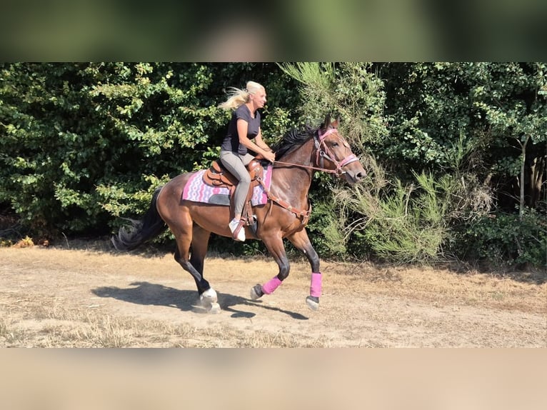 Weitere Warmblüter Stute 3 Jahre 156 cm Brauner in Linkenbach